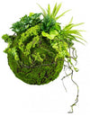 Kokedama have i kunstige planter og mos ø35+ cm - Grøn